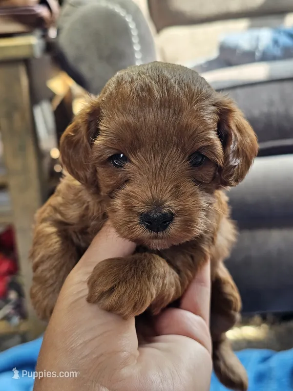 Luna – Cavapoo puppy for sale in Jamesport, MO