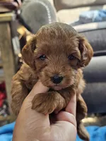 Luna, a female Cavapoo for sale in Jamesport, MO – 1 of 4