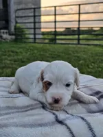 Ice, a male Cavapoo for sale in Jamesport, MO – 2 of 3