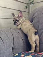 Meadow, a female French Bulldog for sale in Jamesport, MO – 3 of 6