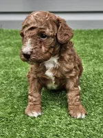 Lake, a male Cavapoo for sale in Jamesport, MO – 4 of 4