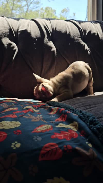 Meadow, a female French Bulldog for sale in Jamesport, MO – 6 of 6