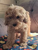 Koko , a female Cavapoo for sale in Jamesport, MO – 5 of 6
