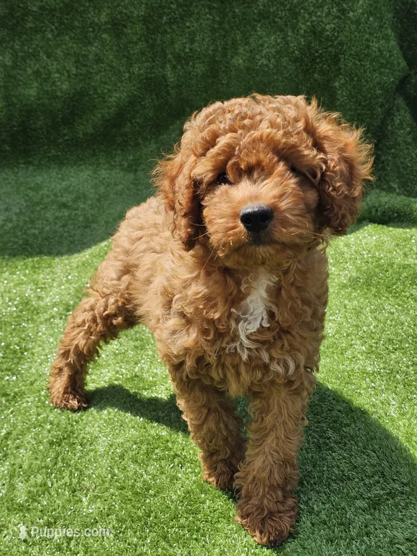 Indigo – Cavapoo puppy for sale in Jamesport, MO
