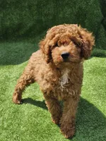 Indigo, a male Cavapoo for sale in Jamesport, MO – 1 of 5