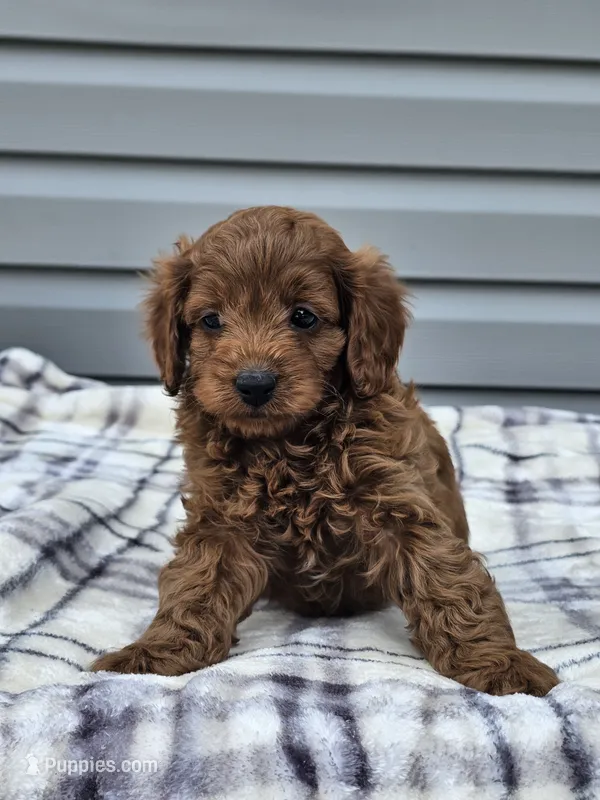 Elio  – Cavapoo puppy for sale in Jamesport, MO