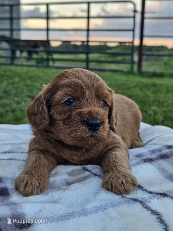 Iris – Cavapoo puppy for sale in Jamesport, MO