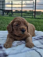 Iris, a female Cavapoo for sale in Jamesport, MO – 1 of 3