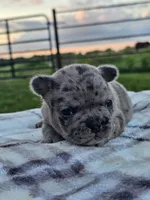 Hibiscus , a female French Bulldog for sale in Jamesport, MO – 2 of 3