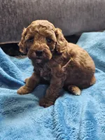 Lemon, a female Cavapoo for sale in Jamesport, MO – 3 of 5