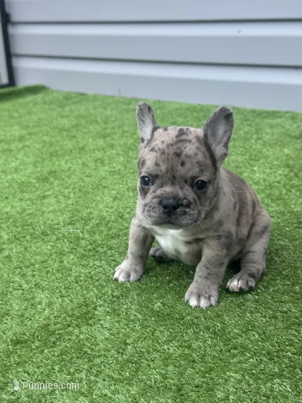 Hibiscus  – French Bulldog puppy for sale in Jamesport, MO