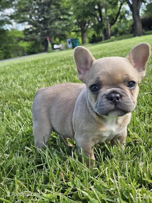 Clover – French Bulldog puppy for sale in Jamesport, MO