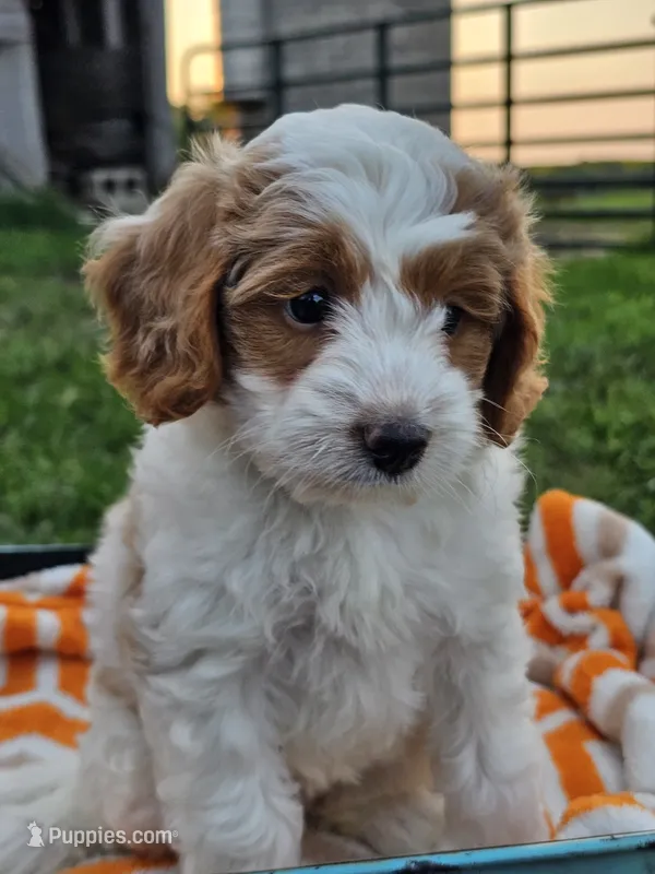 Ivory – Cavapoo puppy for sale in Jamesport, MO