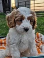 Ivory, a female Cavapoo for sale in Jamesport, MO – 1 of 5