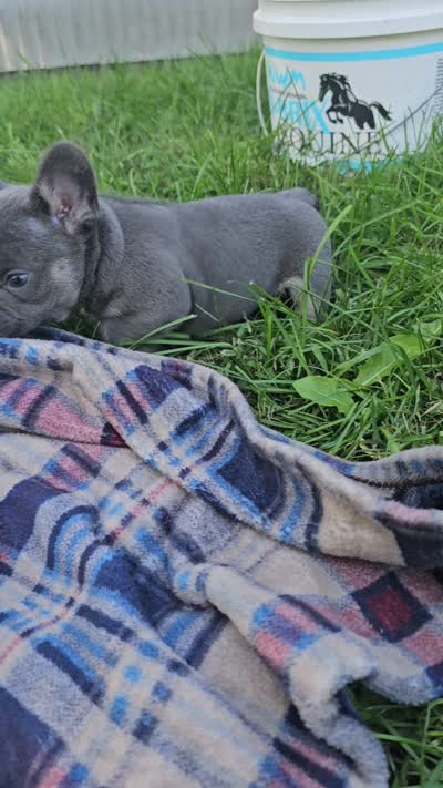 Quentin , a male French Bulldog for sale in Jamesport, MO – 5 of 5