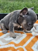 Marina, a female French Bulldog for sale in Jamesport, MO – 4 of 5