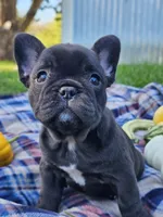 Pine, a male French Bulldog for sale in Jamesport, MO – 2 of 5