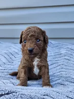 Kona, a male Cavapoo for sale in Jamesport, MO – 2 of 3