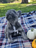 Quentin , a male French Bulldog for sale in Jamesport, MO – 4 of 5