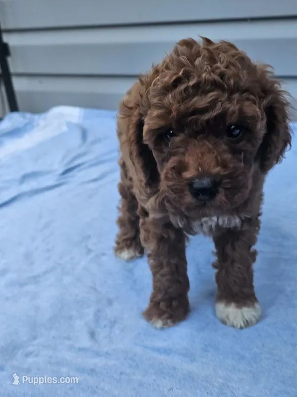 Koda – Cavapoo puppy for sale in Jamesport, MO