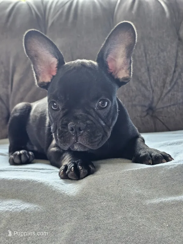 Gus – French Bulldog puppy for sale in Jamesport, MO