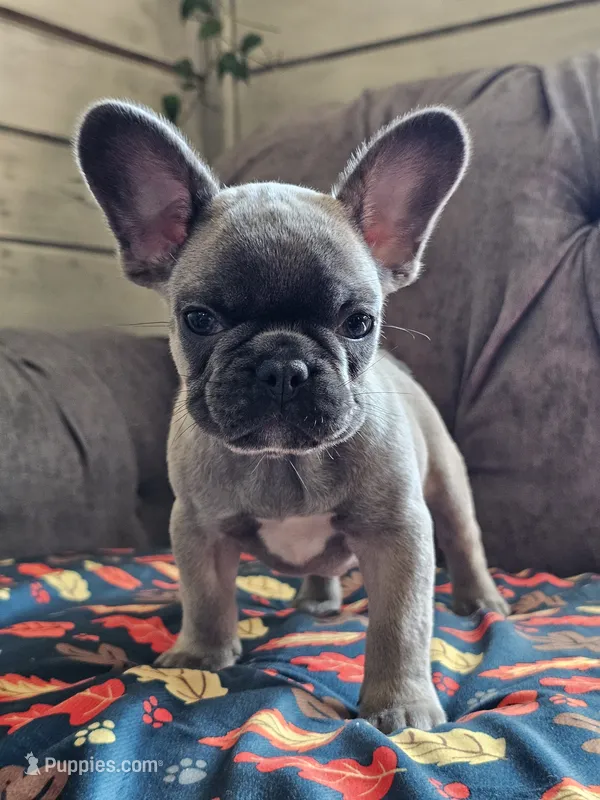 Melody – French Bulldog puppy for sale in Jamesport, MO
