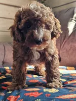 Lake, a male Cavapoo for sale in Jamesport, MO – 5 of 6