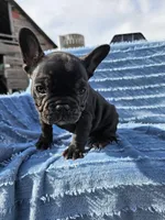 Bagel, a female French Bulldog for sale in Jamesport, MO – Photo 2 of 4