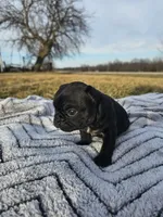 Bagel, a female French Bulldog for sale in Jamesport, MO – Photo 4 of 4