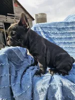 Bagel, a female French Bulldog for sale in Jamesport, MO – Photo 4 of 4