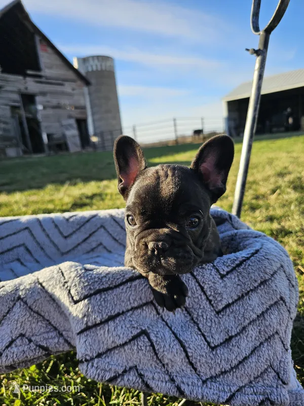 Bagel – French Bulldog puppy for sale in Jamesport, MO