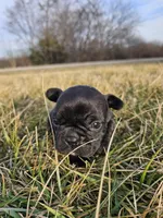 Bagel, a female French Bulldog for sale in Jamesport, MO – Photo 3 of 4