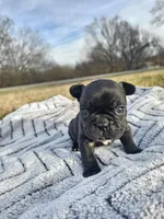 Bagel, a female French Bulldog for sale in Jamesport, MO – Photo 1 of 4
