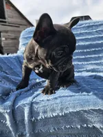 Bagel, a female French Bulldog for sale in Jamesport, MO – Photo 3 of 4