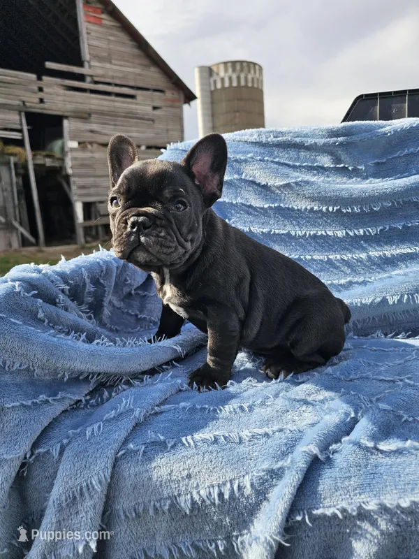 Bagel – French Bulldog puppy for sale in Jamesport, MO
