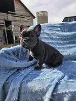 Bagel, a female French Bulldog for sale in Jamesport, MO – Photo 1 of 4