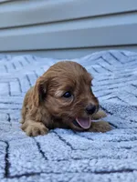 Kiwi, a female Cavapoo for sale in Jamesport, MO – 2 of 3