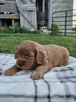 Iris, a female Cavapoo for sale in Jamesport, MO – 3 of 3