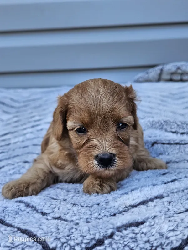 Koko  – Cavapoo puppy for sale in Jamesport, MO