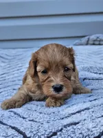Koko , a female Cavapoo for sale in Jamesport, MO – 1 of 3