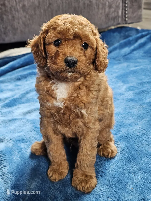 Indigo – Cavapoo puppy for sale in Jamesport, MO