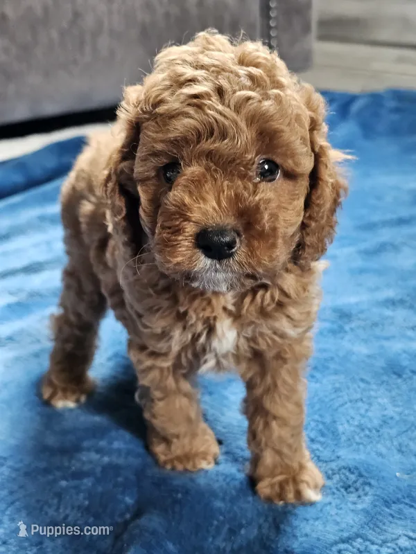 Isla – Cavapoo puppy for sale in Jamesport, MO