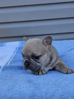 Clover, a female French Bulldog for sale in Jamesport, MO – Photo 3 of 4
