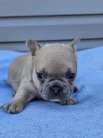 Clover, a female French Bulldog for sale in Jamesport, MO – Photo 4 of 4