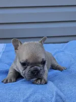 Clover, a female French Bulldog for sale in Jamesport, MO – Photo 1 of 4