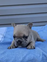 Clover, a female French Bulldog for sale in Jamesport, MO – Photo 2 of 4