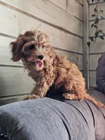 Koko , a female Cavapoo for sale in Jamesport, MO – 3 of 6