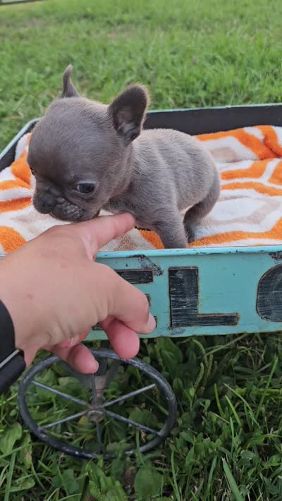 Maui , a male French Bulldog for sale in Jamesport, MO – 5 of 5