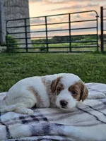 Ivory , a female Cavapoo for sale in Jamesport, MO – 2 of 3