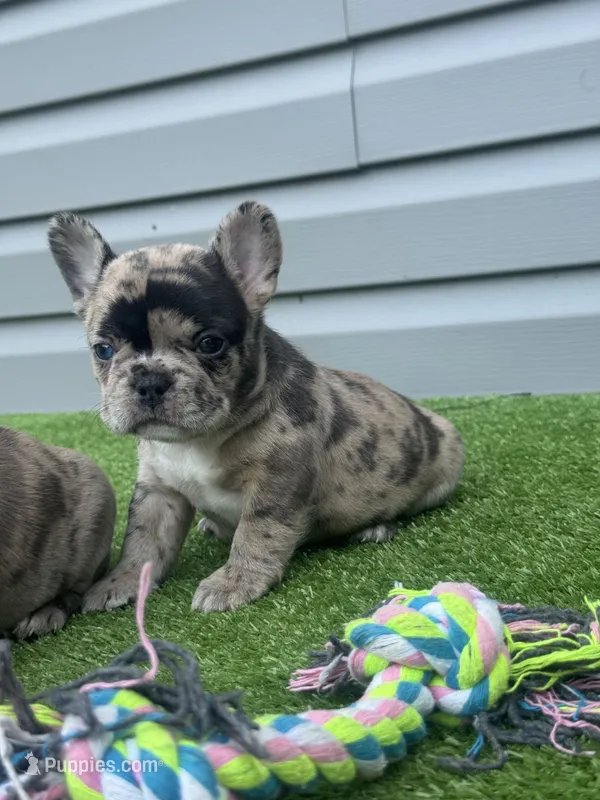 Haven – French Bulldog puppy for sale in Jamesport, MO